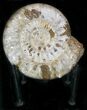 Massive Wide Ammonite Fossil With Stand #21927-2